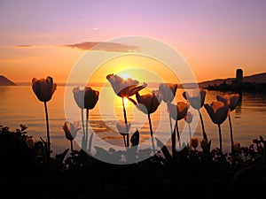 Tulipanes en atardecer 