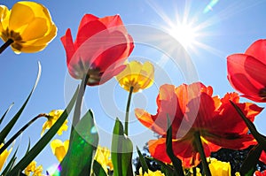 Tulips in Sunshine photo