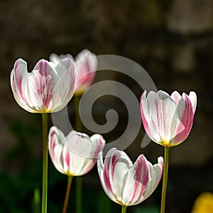 Tulips in the Sunshine, with a Shallow Depth of Field