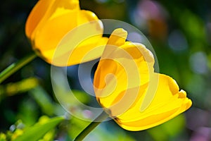 Tulips in sunshine photo