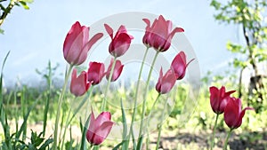 Tulips swaying in the wind