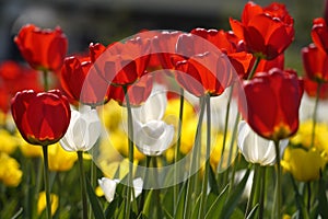 Tulips in their variety of colors