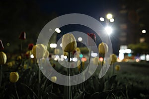 Tulips in the town . Night shot