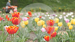 Tulips with Tractor. Day