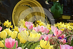 Tulips and Tractors