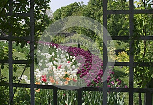 Tulips And Trellis, Pastoral Scene