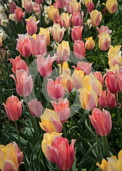 Tulips at tulip garden
