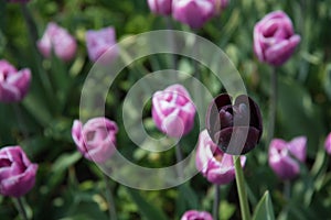 Tulips at tulip garden