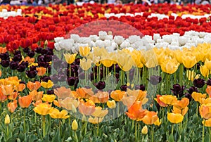 Tulips photo