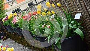 Tulipani 