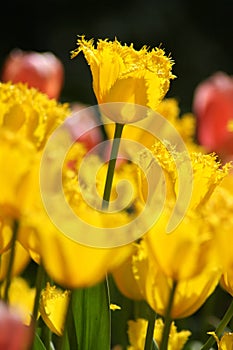 Macro shooting of Tulipa