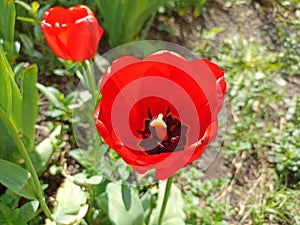 Tulips (Tulipa) are a genus of spring-blooming perennial herbaceous bulbiferous geophytes