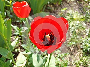 Tulips (Tulipa) are a genus of spring-blooming perennial herbaceous bulbiferous geophytes