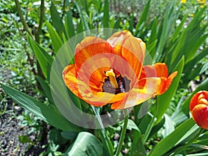 Tulips (Tulipa) are a genus of spring-blooming perennial herbaceous bulbiferous geophytes