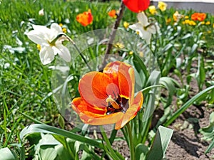 Tulips (Tulipa) are a genus of spring-blooming perennial herbaceous bulbiferous geophytes