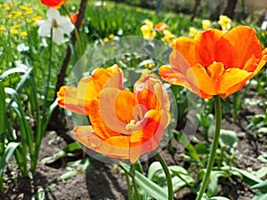 Tulips (Tulipa) are a genus of spring-blooming perennial herbaceous bulbiferous geophytes