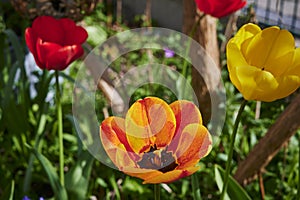 Tulips Tulipa in the sunshine with unfocussed background