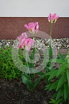 Tulips, Tulipa viridiflora \