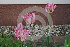 Tulips, Tulipa viridiflora \