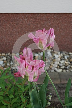 Tulips, Tulipa viridiflora \