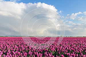 Tulips under a beautiful sky at Goeree-Overflakkee in Holland