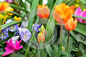 Tulips and various species of colorful flowers blooming during spring in Auckland Domain Wintergardens