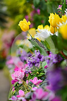 Tulips and various species of colorful flowers blooming during spring in Auckland Domain Wintergardens