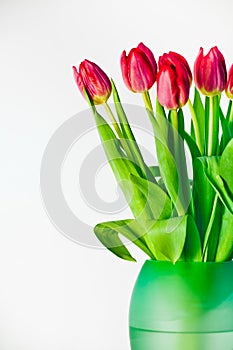 Tulips in vase