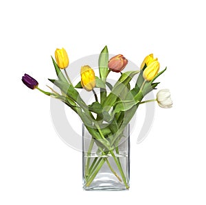 Tulips in a vase