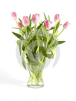 Tulips in vase