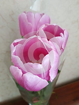 Tulips in a vase. March 8. gifts. Flowers for a girl. purple tulips