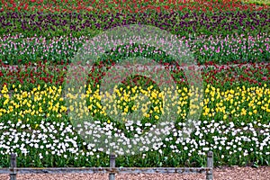 Tulips at Veldheer Tulip Gardens, Holland, MI