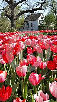 Tulips