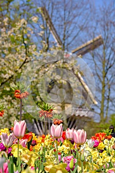Tulips in vivid colours on display at Keukenhof Gardens, Lisse, South Holland. Windmill in the background, in soft focus.