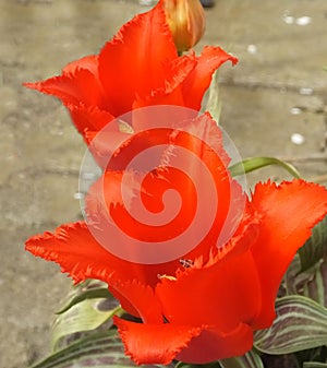 Tulips in Walled Gardens called Frendship