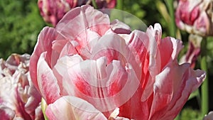Tulips in Walled Gardens called Frendship