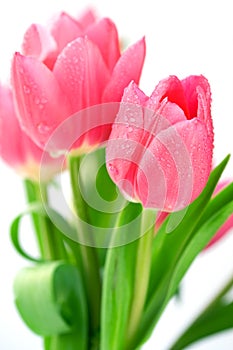 Tulips with water drops