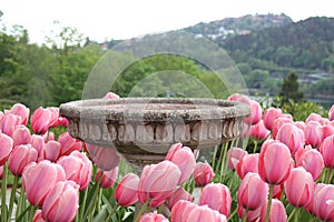 Tulips and water fountain