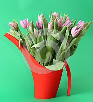 Tulips in Watercan