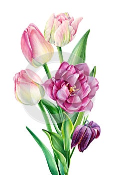 Tulips watercolor bouquet. Garden flowers, leaves. Floral pastel hand drawn isolated on white background, Tulip clipart