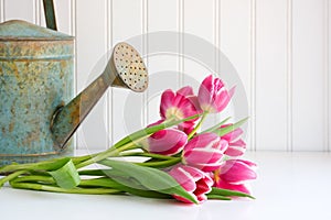 Tulips and watering can