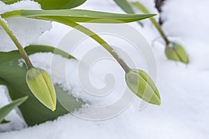 Tulips Weighed Down by Snow photo