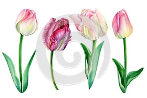 Tulips on white background, spring watercolor flowers, floral clipart