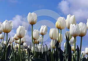 Tulips white droplets blue sky