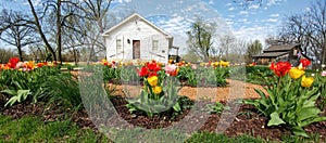 Tulips, White House, Beckman Mill, Beloit, WI