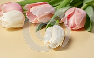 Tulips white pink blurred flowers on beige background closeup macro. Mothers day greeting card template