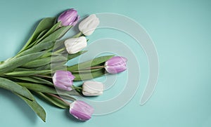 Tulips white purple flowers on turquoise background. Womens day greeting card template