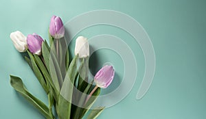 Tulips white purple flowers on turquoise background. Womens day greeting card template