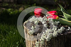 Tulips and white spiraea branch on a wooden hemp in the garden