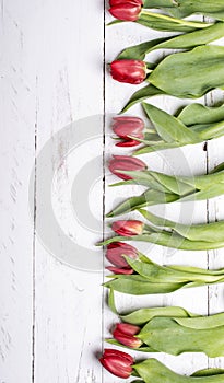 Tulips on white wooden planks eves